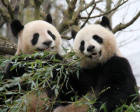 新一对中国大熊猫计划于2027年落户法国博瓦勒动物园