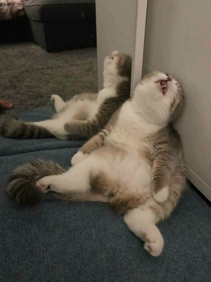 sleeping-cat-1.jpg