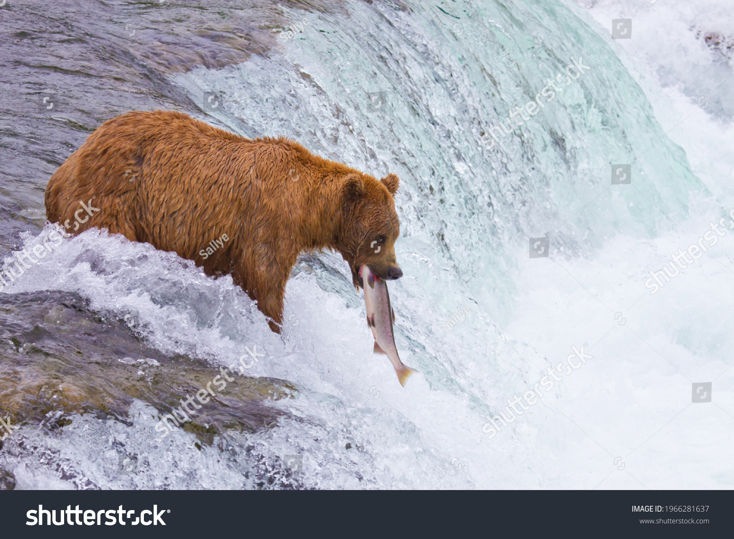 stock-photo-bear-catching-salmon-at-brooks-falls-alaska-when-the-sockeye-salmon-.jpg