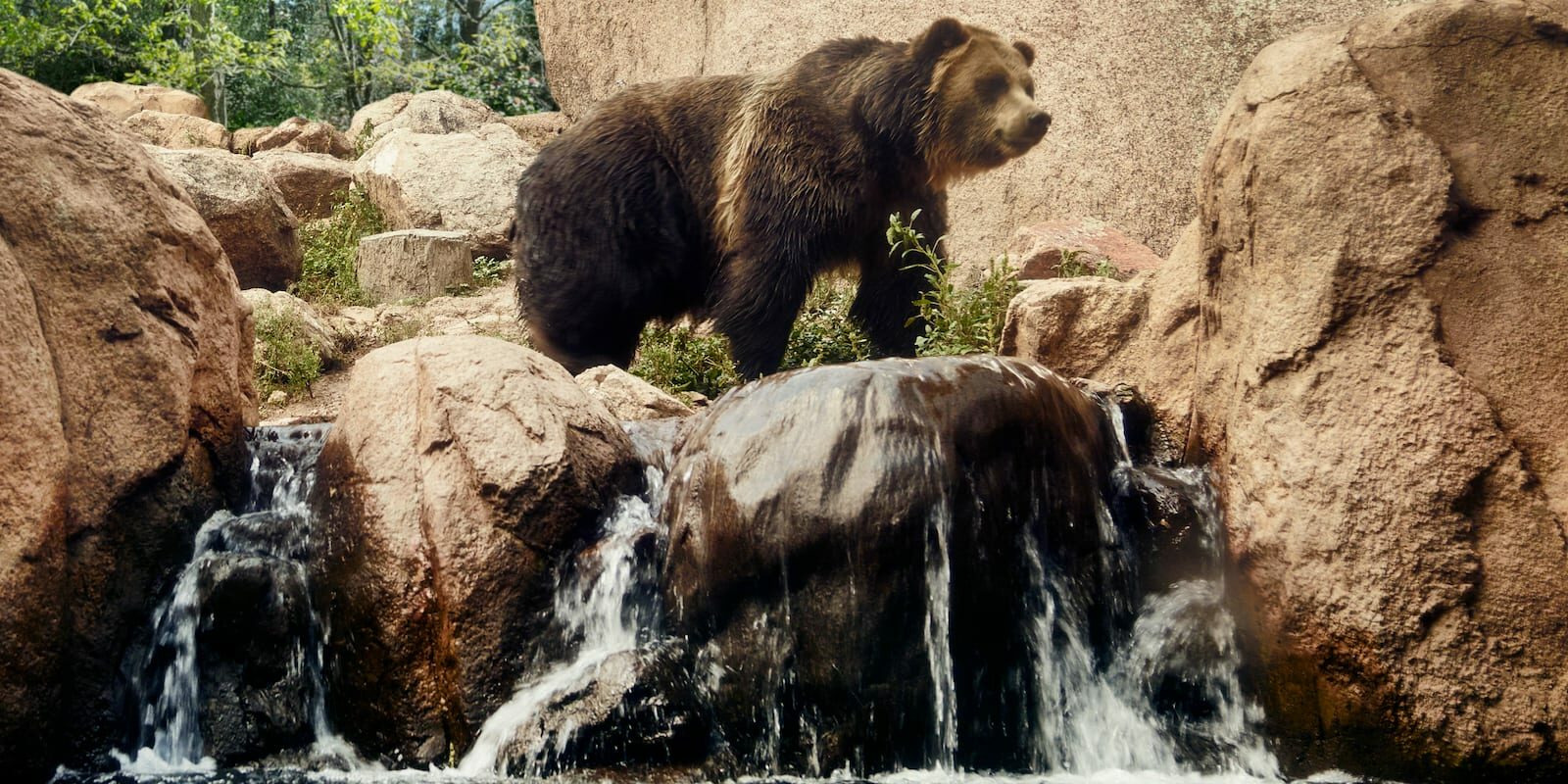 grizzly-bear-colorado-springs-cheyenne-mountain-zoo-1600x800-1-1600x800.jpg