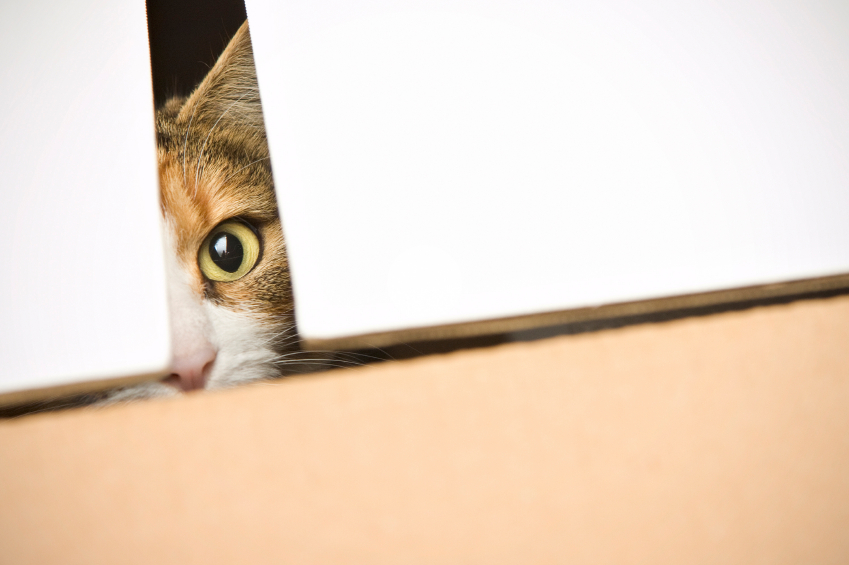 160383-849x565-cat-hiding.jpg