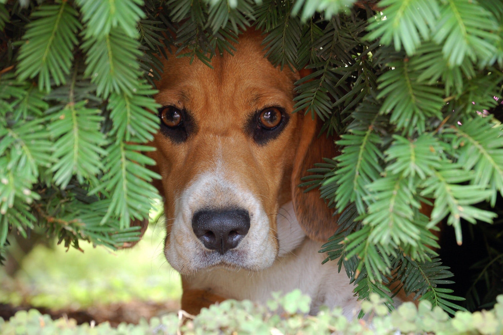 why-is-my-dog-hiding.jpg