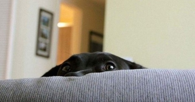 dog-hide-and-seek.jpg
