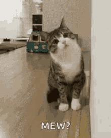 tenor.gif