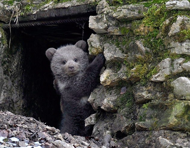 Ewok alert! Buba the fluffy bear cub plays peekaboo in Switzerland  1 (1).jpg
