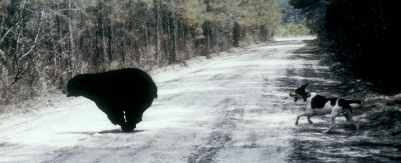 hound_chasing-bear.jpg
