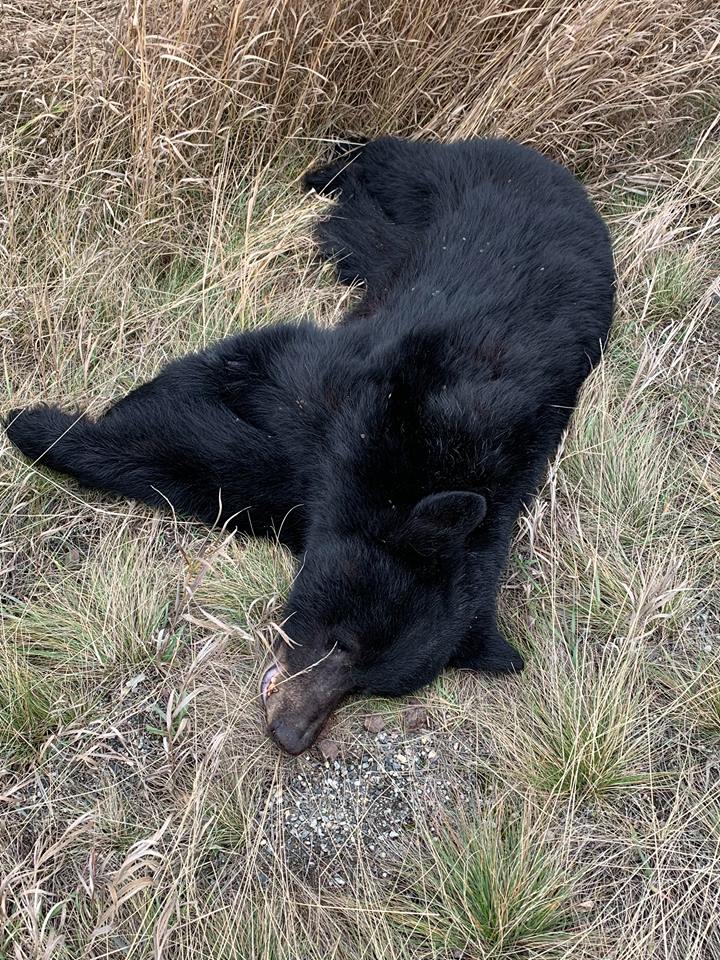 fp_bears1.jpg