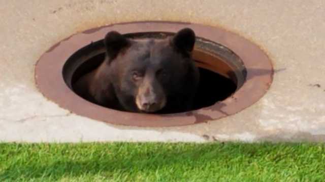 bear-monhol-1-1532682475.jpg