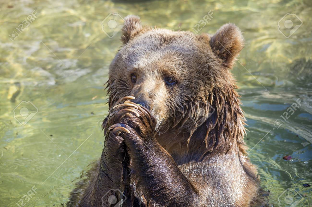 39040682-praying-bear.jpg