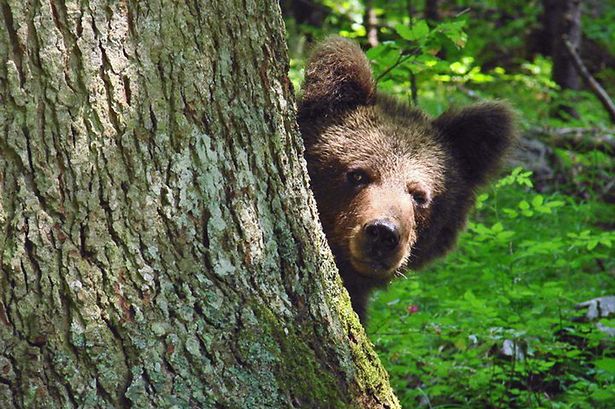 Bear-in-Croatia.jpg