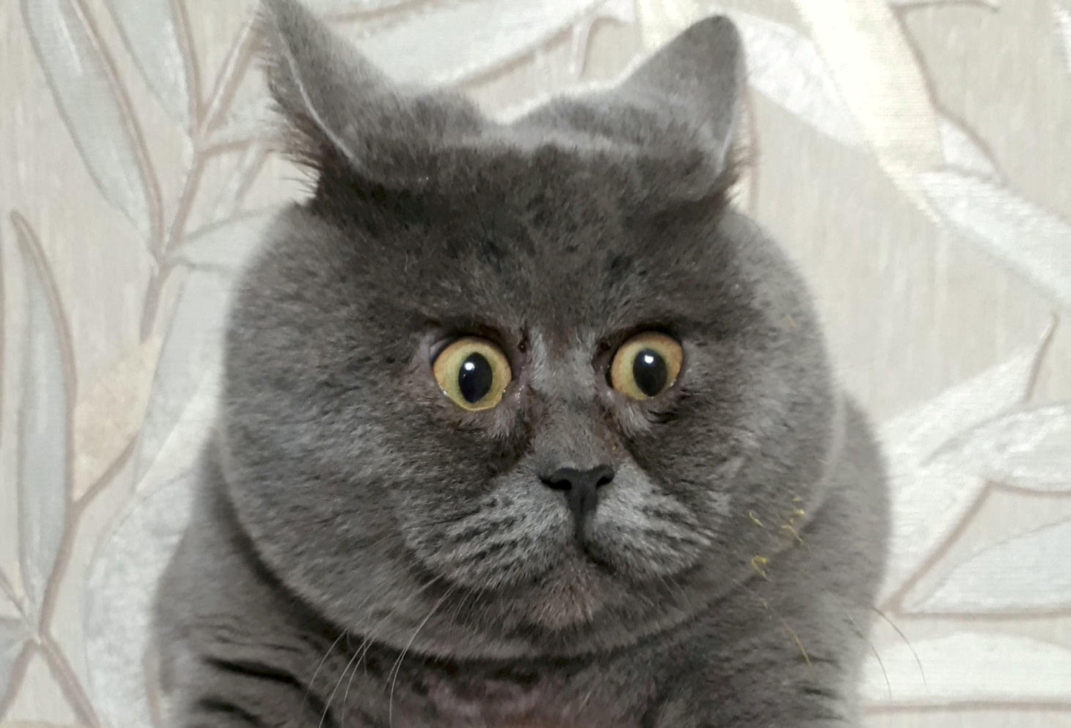 startled-cat-5.jpg
