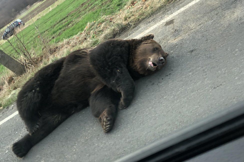 _109761353_bearpiclarge.jpg