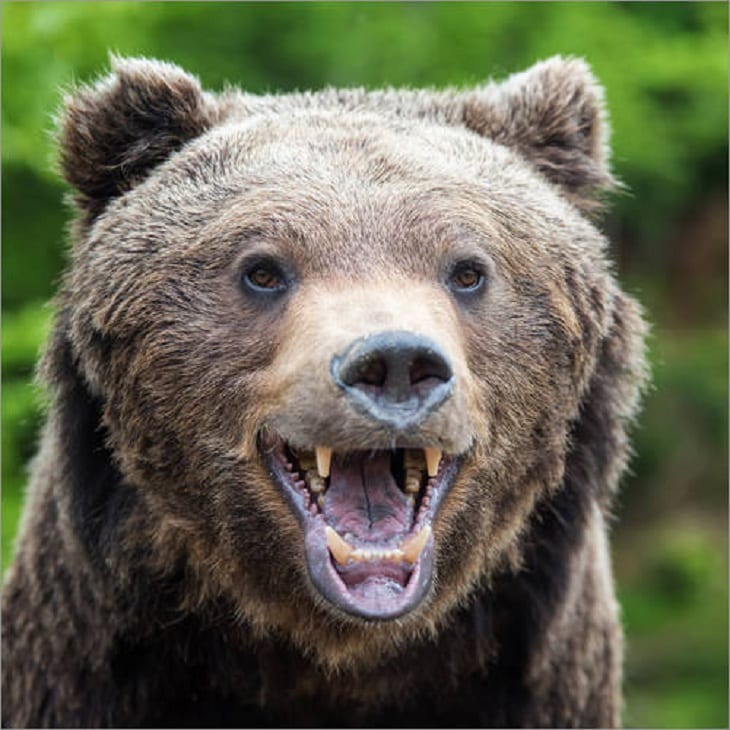 Laughing-bear.jpg