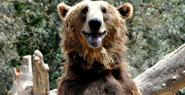 happy-bear.jpg