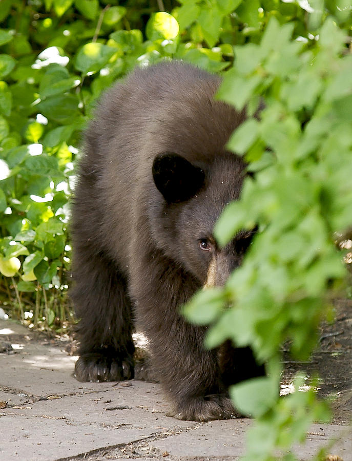 peeking-bear-cub-paul-conrad.jpg