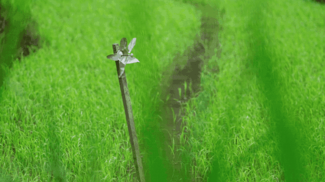 IMG_4894.GIF