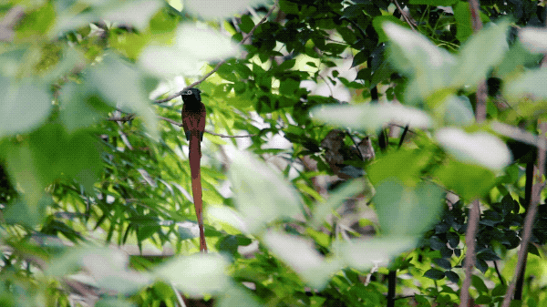 IMG_0987.GIF