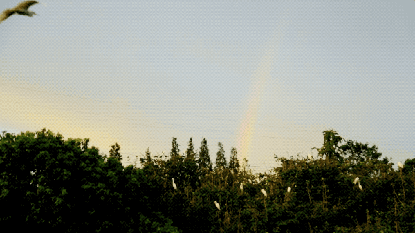 IMG_1028.GIF