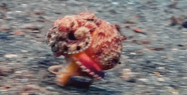 IMG_1583.GIF