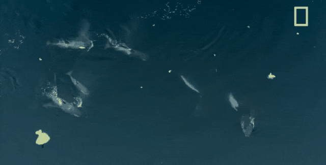 86.gif
