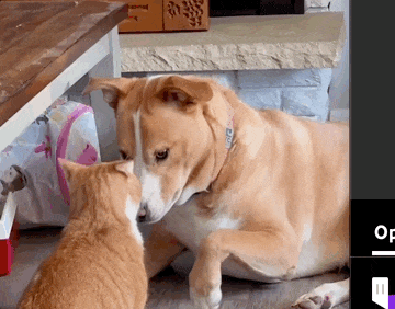 IMG_9173.GIF