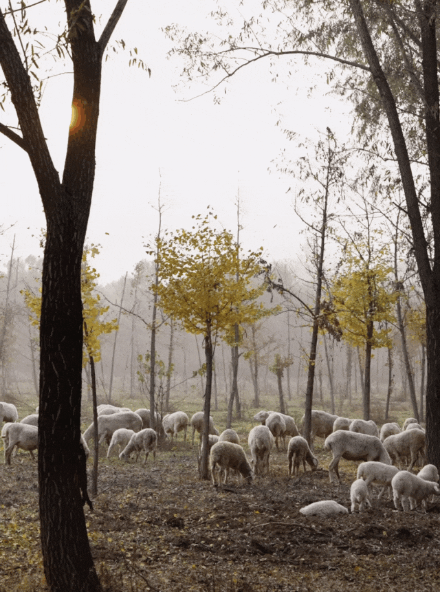 IMG_0116.GIF