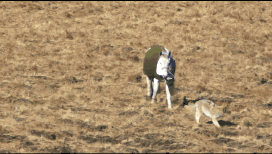 IMG_9724.GIF
