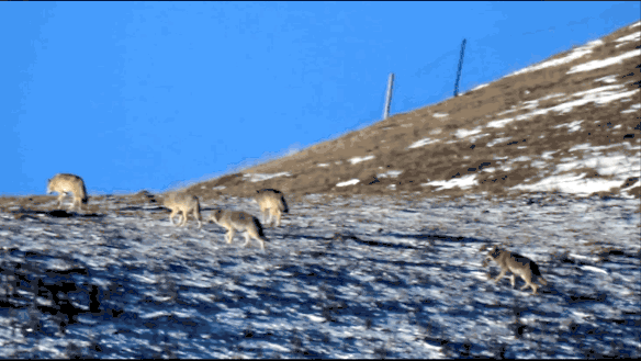 IMG_9727.GIF