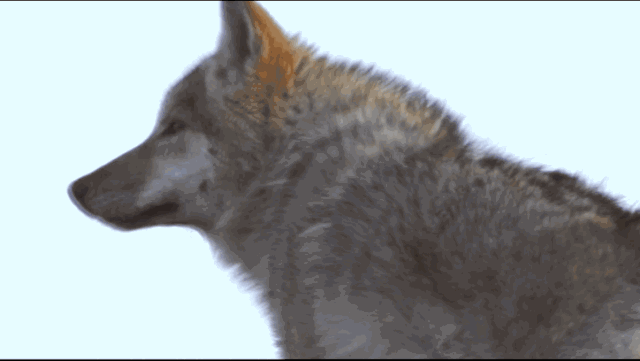 IMG_9731.GIF