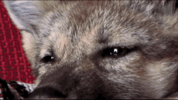33.gif