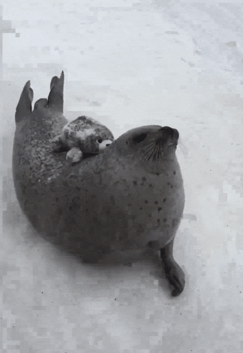 33.gif