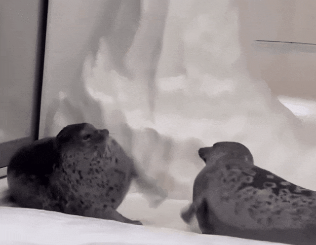 38.gif