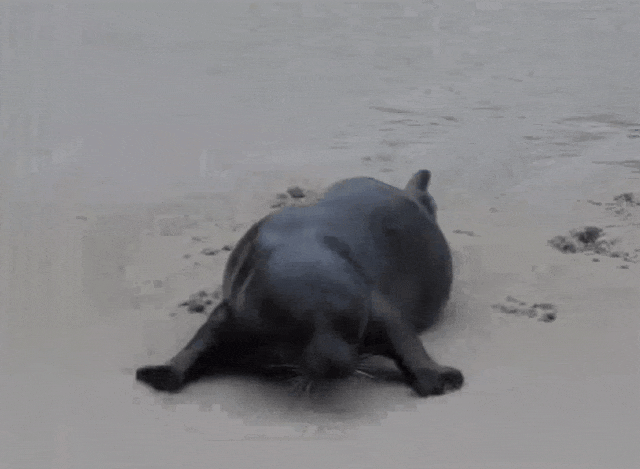 41.gif