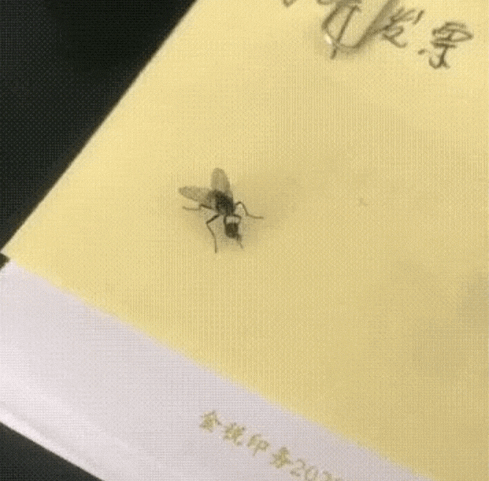 IMG_2712.GIF