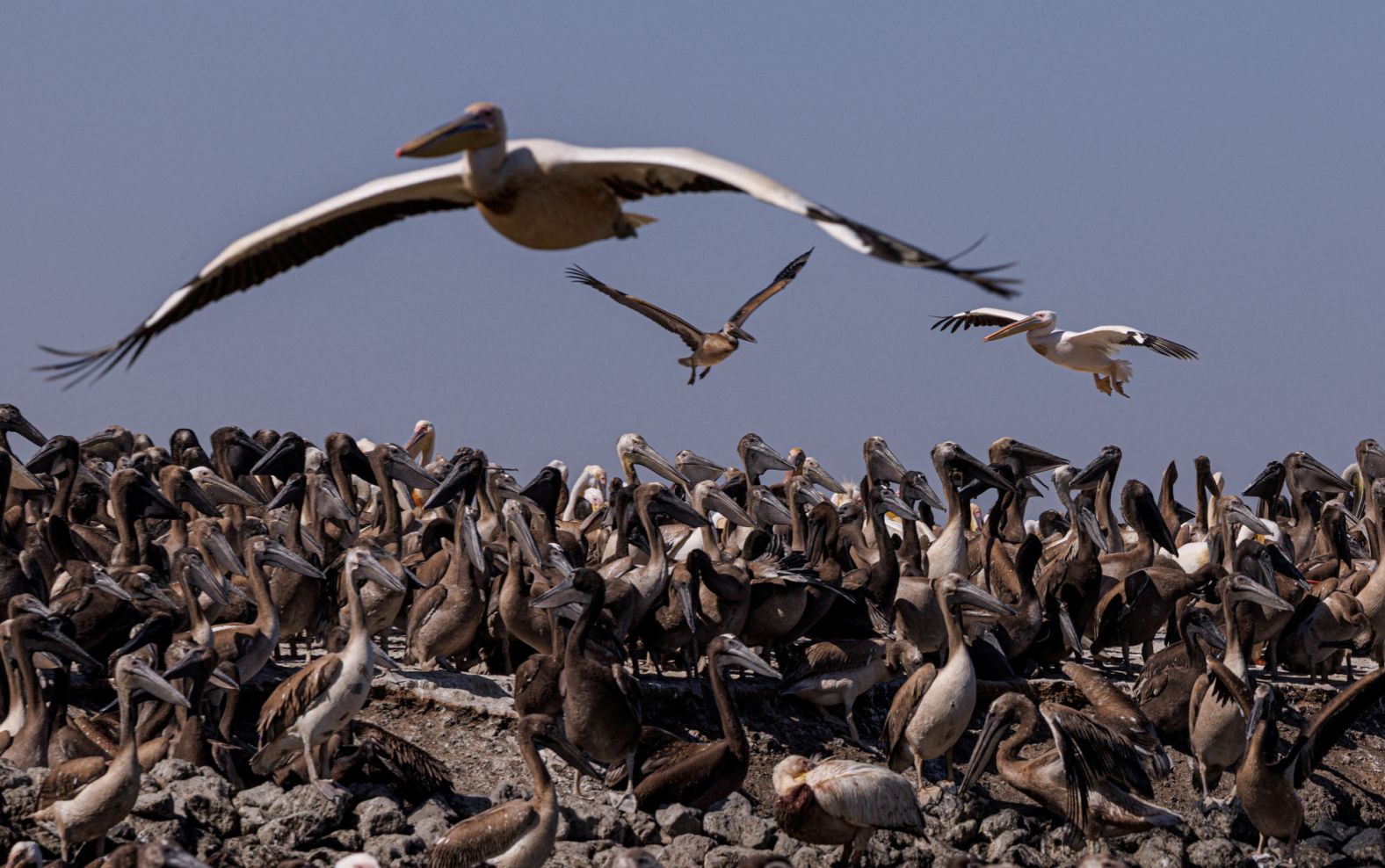 026-026-2026-02-08t210025z-795882951-rc2nhja7w1me-rtrmadp-3-senegal-wildlife-birds.jpg