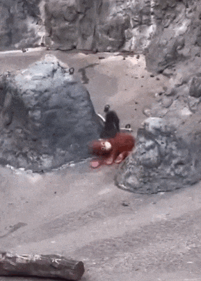 IMG_9745.GIF