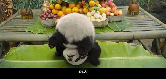 IMG_1098.GIF