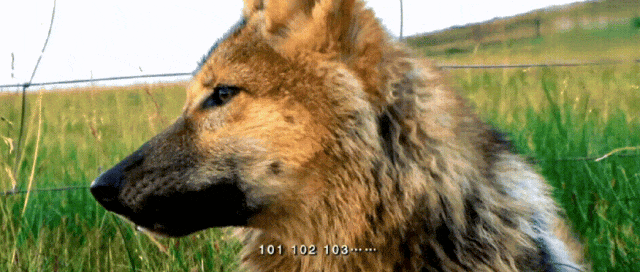 IMG_1508.GIF