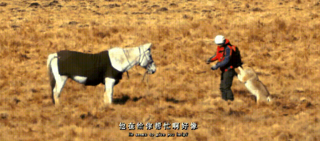 IMG_1510.GIF