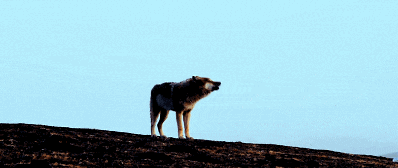 IMG_1511.GIF