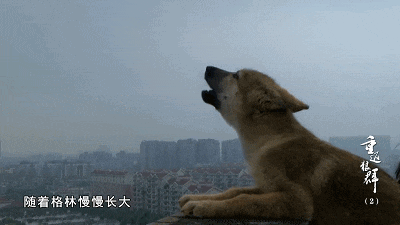 IMG_1513.GIF