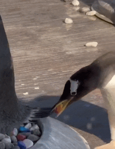 IMG_7606.GIF