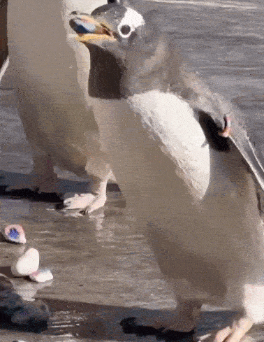 5-ezgif.com-optimize.gif