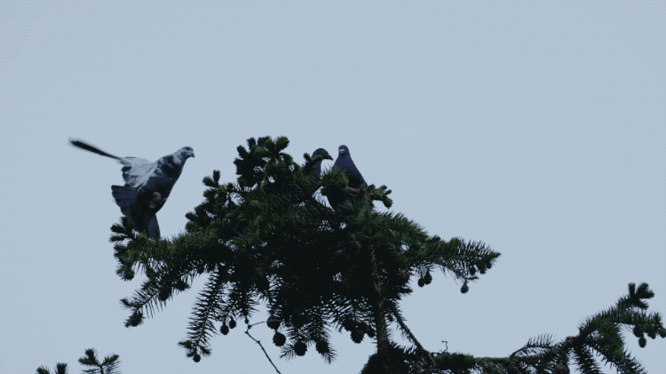 IMG_2285.GIF