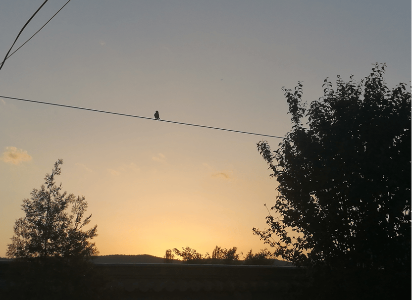 IMG_2445.PNG