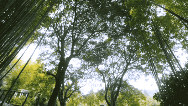 IMG_3930.GIF