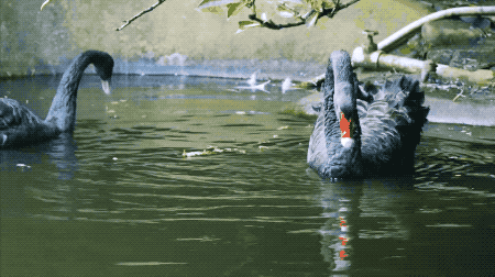 IMG_3935.GIF