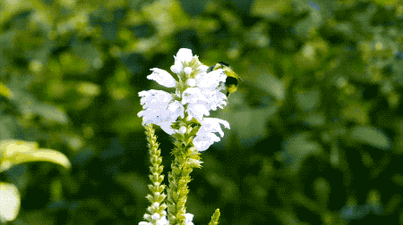 IMG_3945.GIF