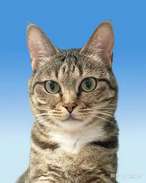 IMG_1832.PNG