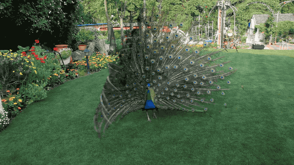 IMG_2538.GIF